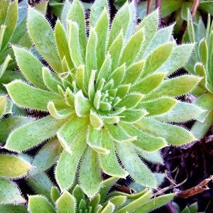 Aeonium Simsii, variété succulente limitée, rayures noires spéciales sur les feuilles avec beaucoup de soleil image 2