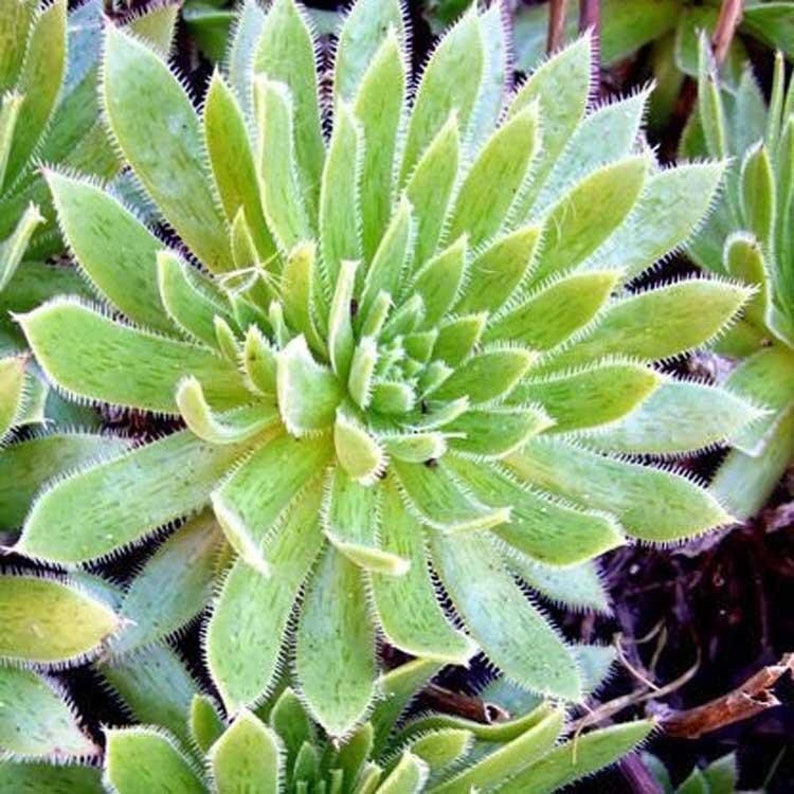 Aeonium Simsii, limited succulent variety, special black stripes on leaves with plenty of sunlight image 2