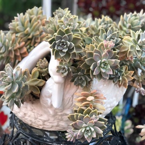 Graptopetalum Paraguayense, ghost plant, mother of pearl, most hardy, must have for starters, grow and change colors all seasons image 8