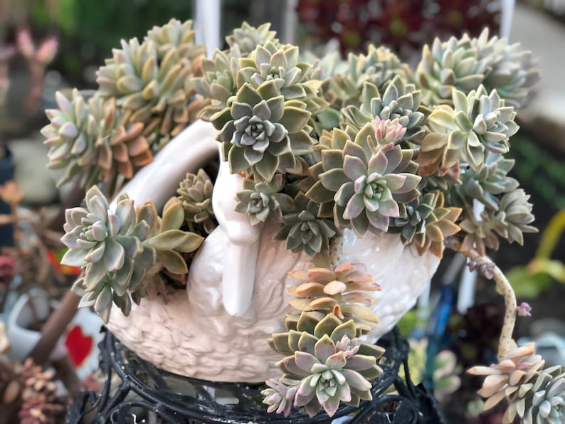 Graptopetalum Paraguayense, ghost plant, mother of pearl, most hardy, must have for starters, grow and change colors all seasons image 8