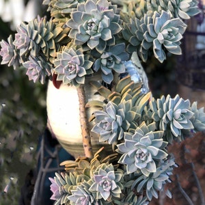 Graptopetalum Paraguayense, ghost plant, mother of pearl, most hardy, must have for starters, grow and change colors all seasons image 4