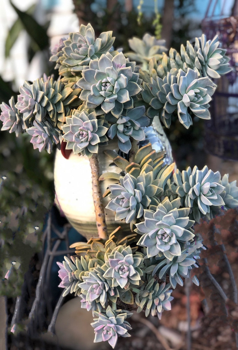 Graptopetalum Paraguayense, ghost plant, mother of pearl, most hardy, must have for starters, grow and change colors all seasons image 4