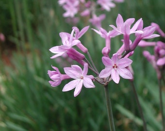 Society Garlic Bulbs, Tulbaghia Violacea, Purple Flowers (20 Bulbs)