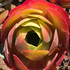 Aeonium Blushing Beauty, large stem cuttings, multiple colors change through seasons, easy to propagate from stems, as easy as jade plant Bild 2