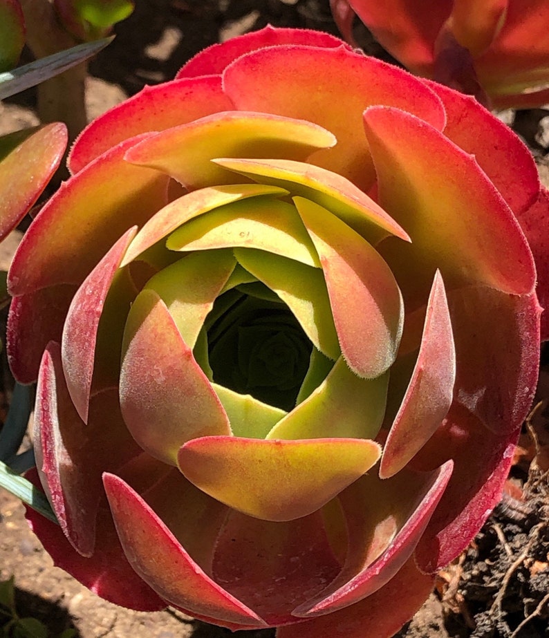 Aeonium Blushing Beauty, large stem cuttings, multiple colors change through seasons, easy to propagate from stems, as easy as jade plant Bild 2