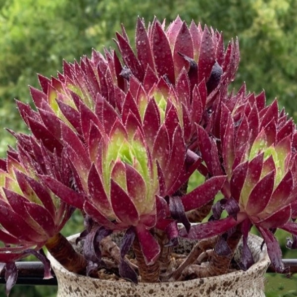 Aeonium Phoenix Flame, Cornish Tribute, limited Aeonium succulents, easy to form clusters.