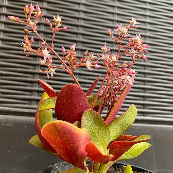 Crassula Multicava Red (Fairy Crassula), Red Fairy, exotic limited succulents