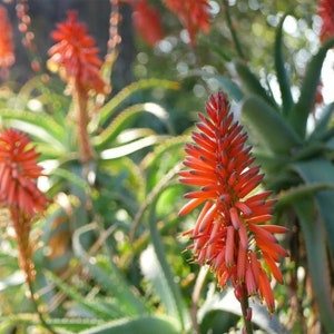 Hedgehog Aloe Vera Plant, Aloe Arborescens, Evergreen cluster, orange flowers, hardy succulent, big stem cuttings, highlights of the garden image 4