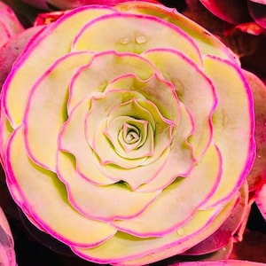 Aeonium Mountain Rose 'Tenerife' Seeds, Rare Pink Succulent