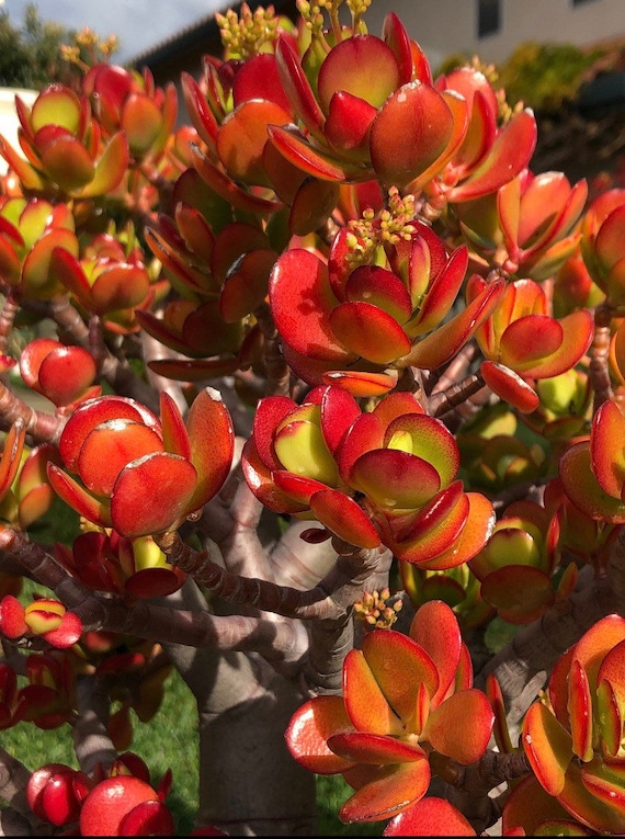 Red Tip Jade Succulent Cutting, Crassula Ovata, Money Tree - Etsy