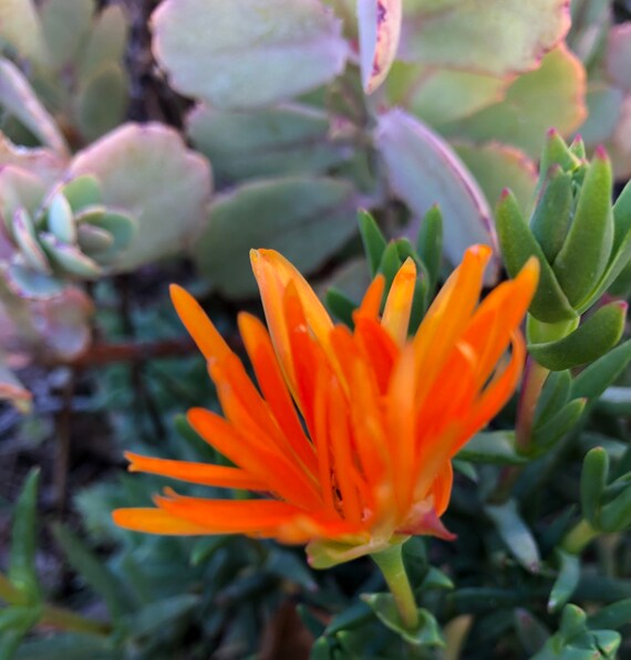 Ice Plant Very Rare Orange Color Hardy Succulents Super Etsy