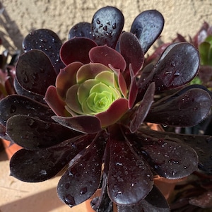 Aeoniumplum Purdy Hybrid, Rare Limited Aeonium Succulents, Easy to Form ...