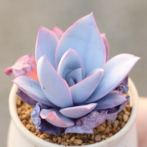 S26-Echeveria Cante, 10+ premium seeds, Rare succulent, high germination rate