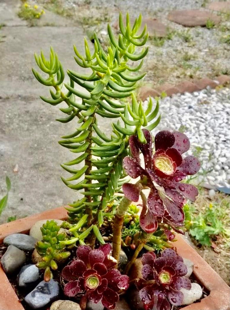 3+ Crassula Tetragona Succulents 6” Stems, Miniature Pine Tree for