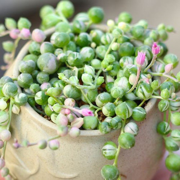 Variegated String of Pearls, live succulent, hanging basket, indoor house plant, well rooted