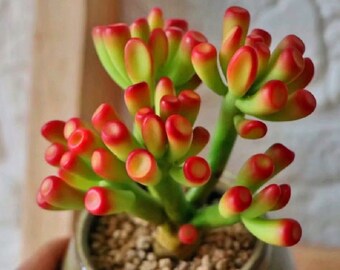 Crassula Ovata-Gollum Jade succulent, “Ogre ears”, “Shrek plant”, ET’s Fingers, bonsai tree shape, green/yellow/red colors