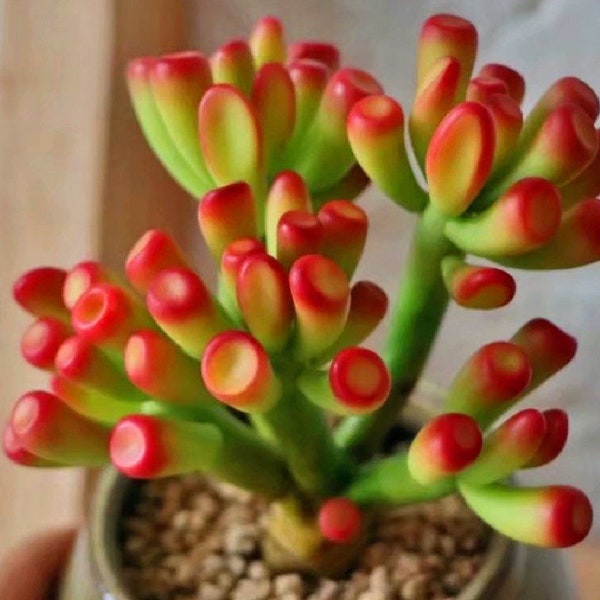 Crassula Ovata-Gollum Jade succulent, “Ogre ears”, “Shrek plant”, ET’s Fingers, bonsai tree shape, green/yellow/red colors