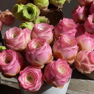 S8-Aeonium Aurea Pink Mountain Rose, 10 premium seeds, Purple and pink mountain roses, Rare pink succulent, high germination rate image 4