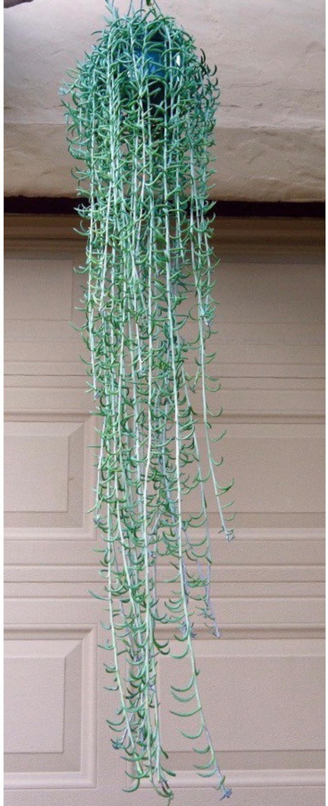 String of Fishhooks, Easy Care Hanging Basket Succulents, Outdoor