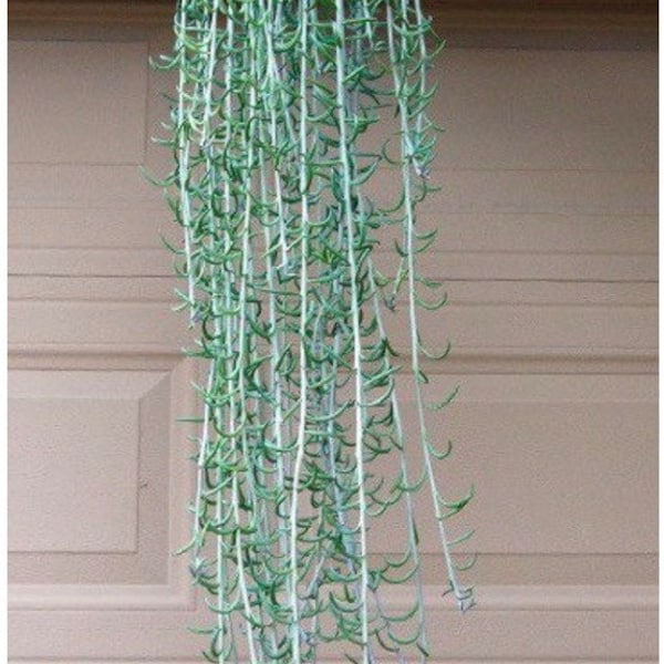 String of Fishhooks Etsy