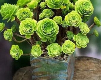 S18-Aeonium Greenovia, diplocycla var Gigantea, Mountain Rose,  10+ premium seeds, high germination rate