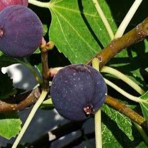 Olympian Fig, Ficus, Starter Plant, Premium variety Fig tree in 2.5 pot, Hardy, drought tolerant, produce organic fig in a year image 6