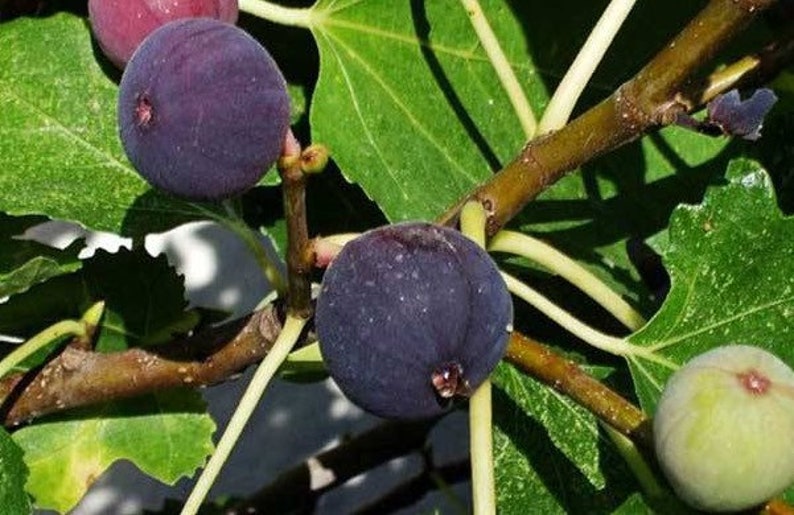 Olympian Fig, Ficus, Starter Plant, Premium variety Fig tree in 2.5 pot, Hardy, drought tolerant, produce organic fig in a year image 6