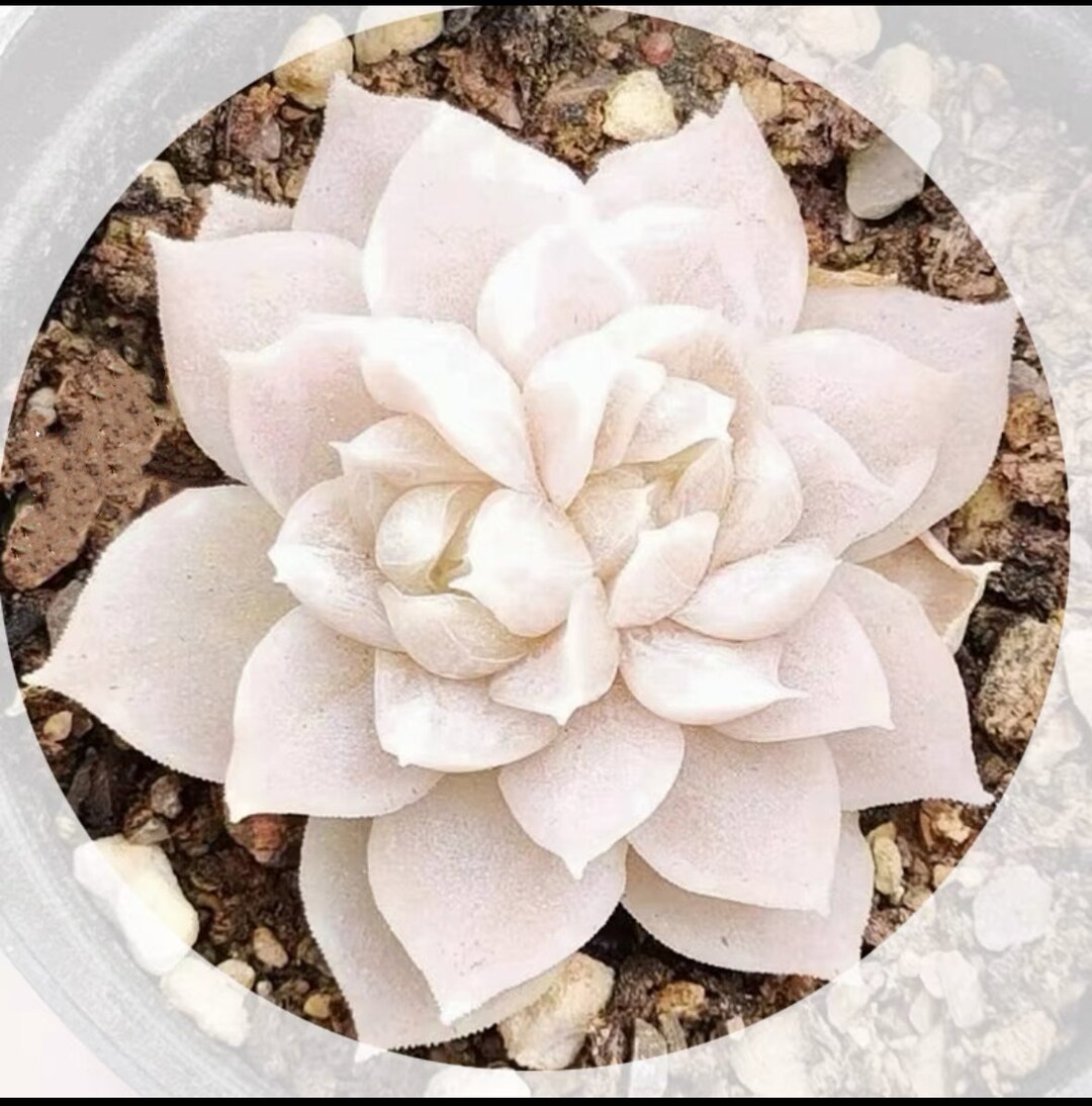 S19-Echeveria Snow, Echeveria lauiXstrictiflora A.Gray var.nova, 10+ premium seeds, Rare pink succulent, high germination rate