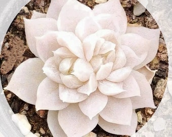 Rare Echeveria Snow Seeds, Pink Succulent, High Germination