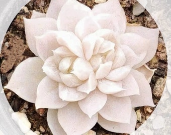 S19-Echeveria Snow, Echeveria lauiXstrictiflora A.Gray var.nova, 10+ premium seeds, Rare pink succulent, high germination rate