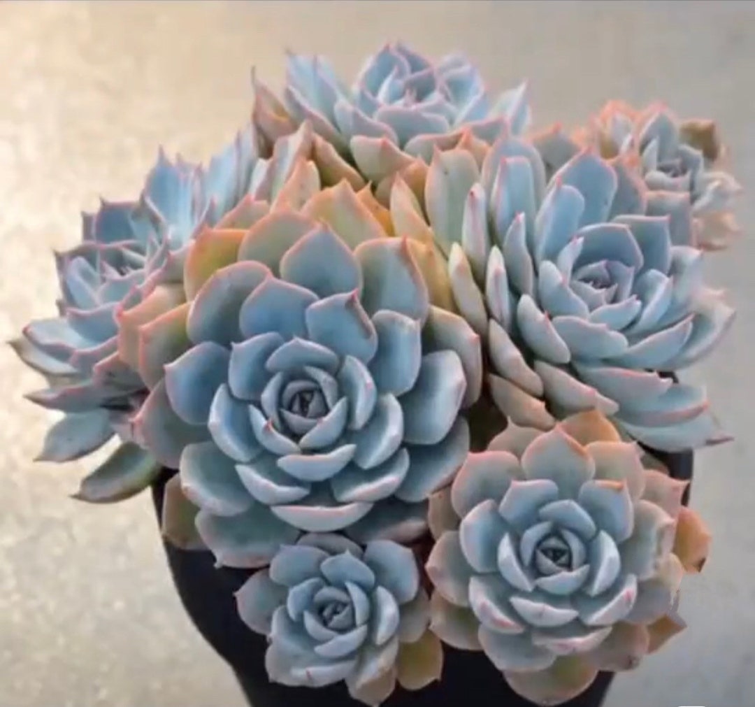 Echeveria Peacockii, known as Echeveria desmetiana in Europe, very