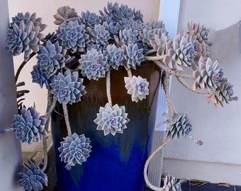 Ghost Plant Succulent, Graptopetalum Paraguayense, Mother of Pearl - Etsy