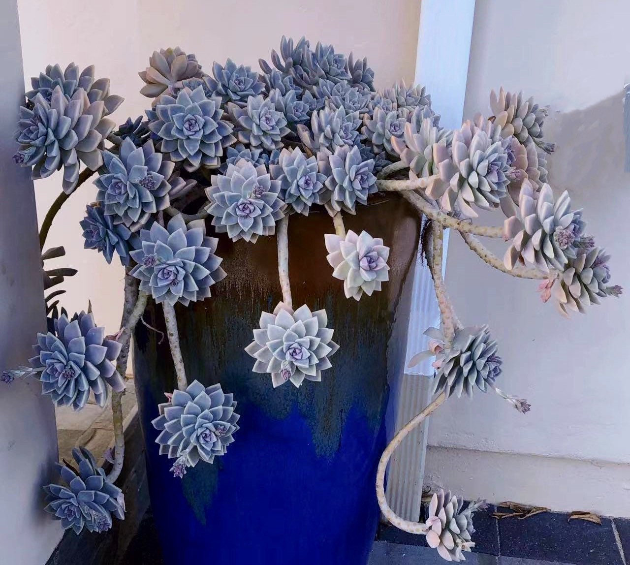 Graptopetalum Paraguayense, Ghost Plant, Mother of Pearl, Most