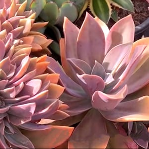 Promotion! Hardy 3 years matured Fred Ivis succulent, Graptoveria, bare root 4”+, purple pink color, gorgeous