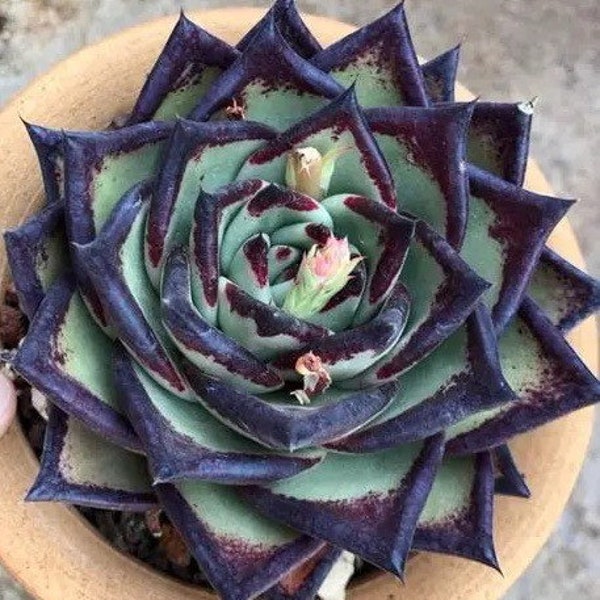 S16-Echeveri Agavoides 'Ebony', 10+ premium seeds, Rare pink succulent, high germination rate