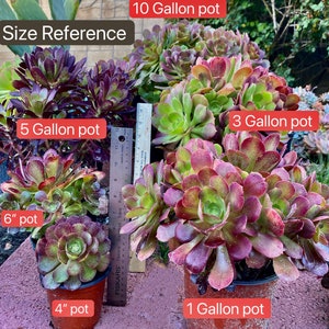 Aeonium Blushing Beauty, large stem cuttings, multiple colors change through seasons, easy to propagate from stems, as easy as jade plant Bild 8