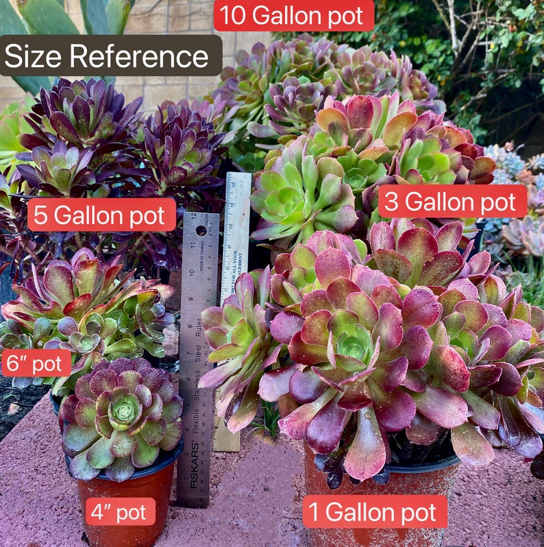 Aeonium Blushing Beauty, large stem cuttings, multiple colors change through seasons, easy to propagate from stems, as easy as jade plant Bild 8