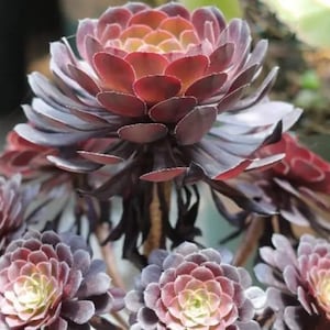 Aeonium‘Plum Purdy’ Hybrid, Rare limited Aeonium succulents, easy to form clusters. Cutting has no root. Easy to propagate from stems.
