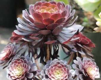 Aeonium 'Plum Purdy' Cutting, Burgundy Purple Succulent Hybrid