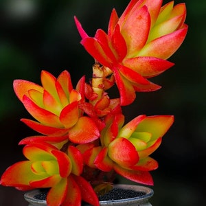 Red Campfire,  bright red Rare Hardy Succulent, Crassula Capitella, very EASY stem propagation, Clearance Price