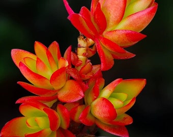 2+ Red Campfire,  bright red Rare Hardy Succulent, Crassula Capitella, very EASY stem propagation