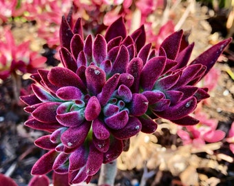Echeveria Pulvinata Red ‘Devotion’, Rare succulent, velvet burgundy color, 2 rooted plants