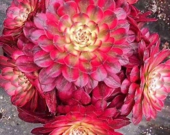 Aeonium Mardi Gras, Rare limited Aeonium succulents