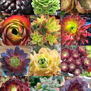 Lowest price Aeonium combo, large fresh stem cuttings, random colorful varieties of Aeonium succulents