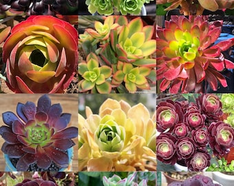 Combo Aeonium au prix le plus bas, grosses boutures de tiges fraîches, variétés colorées aléatoires de succulentes Aeonium