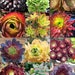 see more listings in the Aeonium section