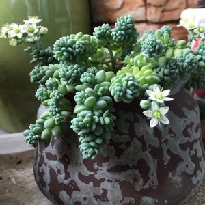 Sedum Dasyphyllum Major, brevifolium quinquefolium, Rare succulent planter fillers, tiny “Burro’s Tail”, cuttings may or may not have roots