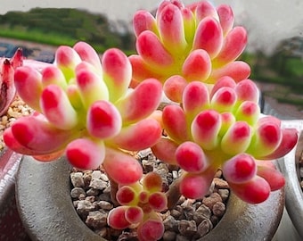 Sedum Pachyphyllum, hardy succulents, cute and rare succulents