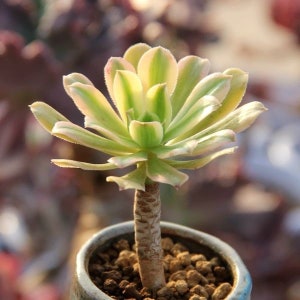 Aeonium Arboreum Luteoveriegatum, Rare limited variegated Aeonium succulents, plant gift image 4