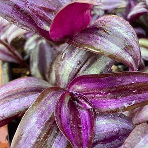 Purple Wandering Jew, Tradescantia Zebrina Pendula, Easy Grow, metallic purple leaves, perfect for hanging basket